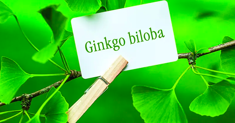 GİNKGO BİLOBA'NIN FAYDALARI