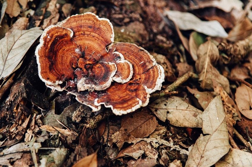 REISHI MANTARI VE YARARLARI